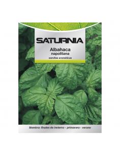Semillas Aromáticas Albahaca Gigante (5 gramos) Horticultura, Horticola, Semillas Huerto. - Imagen 1