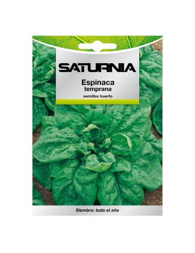 Semillas Espinaca Temprana (8 gramos) Semillas Verduras, Horticultura, Horticola, Semillas Huerto.